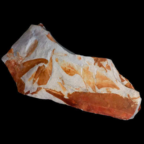 9" Detailed Glossopteris Browniana Fossil Plant Leafs Permian Age Australia - Fossil Age Minerals