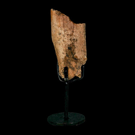 3.7" Edmontosaurus Fossil Rib Hell Creek FM Cretaceous Dinosaur MT COA Stand