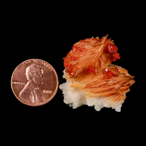 1.3" Sparkly Orange Vanadinite Crystals Orange Barite Blades Mineral Mabladen Morocco - Fossil Age Minerals