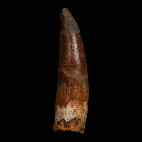 XL 3.7" Spinosaurus Fossil Tooth 100 Million Years Old Cretaceous Dinosaur COA