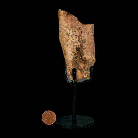 3.7" Edmontosaurus Fossil Rib Hell Creek FM Cretaceous Dinosaur MT COA Stand