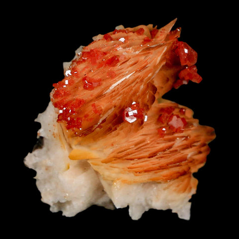 1.3" Sparkly Orange Vanadinite Crystals Orange Barite Blades Mineral Mabladen Morocco - Fossil Age Minerals