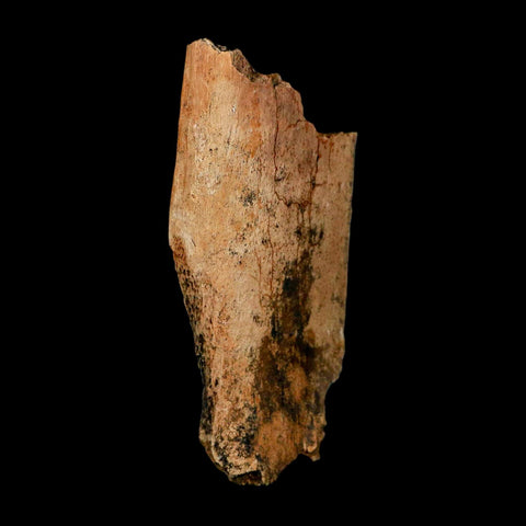 3.7" Edmontosaurus Fossil Rib Hell Creek FM Cretaceous Dinosaur MT COA Stand