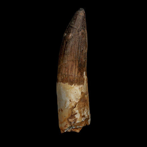 XL 3.7" Spinosaurus Fossil Tooth 100 Million Years Old Cretaceous Dinosaur COA