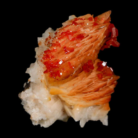 1.3" Sparkly Orange Vanadinite Crystals Orange Barite Blades Mineral Mabladen Morocco - Fossil Age Minerals