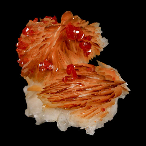 1.3" Sparkly Orange Vanadinite Crystals Orange Barite Blades Mineral Mabladen Morocco - Fossil Age Minerals