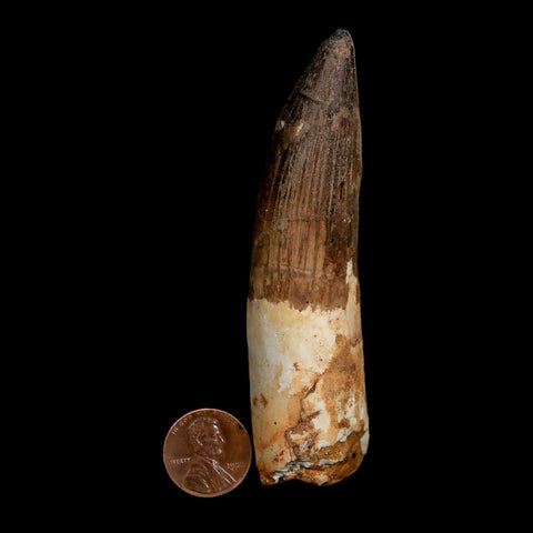 XL 3.7" Spinosaurus Fossil Tooth 100 Million Years Old Cretaceous Dinosaur COA
