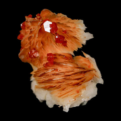 1.3" Sparkly Orange Vanadinite Crystals Orange Barite Blades Mineral Mabladen Morocco - Fossil Age Minerals