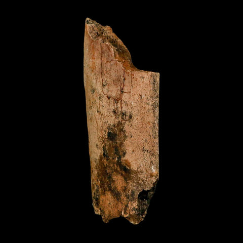 3.7" Edmontosaurus Fossil Rib Hell Creek FM Cretaceous Dinosaur MT COA Stand