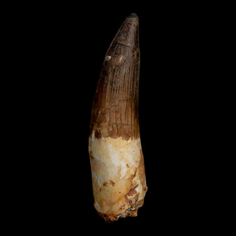 XL 3.7" Spinosaurus Fossil Tooth 100 Million Years Old Cretaceous Dinosaur COA