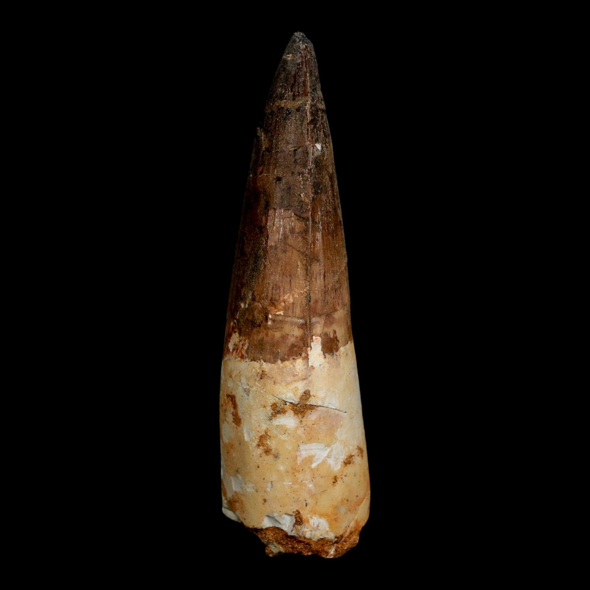 XL 3.8" Spinosaurus Fossil Tooth 100 Million Years Old Cretaceous Dinosaur COA - Fossil Age Minerals