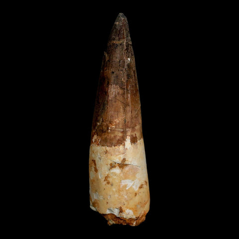 XL 3.7" Spinosaurus Fossil Tooth 100 Million Years Old Cretaceous Dinosaur COA
