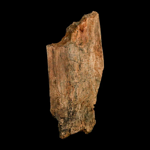3.7" Edmontosaurus Fossil Rib Hell Creek FM Cretaceous Dinosaur MT COA Stand