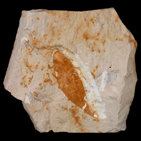 2.6" Detailed Glossopteris Browniana Fossil Plant Leafs Permian Age Australia