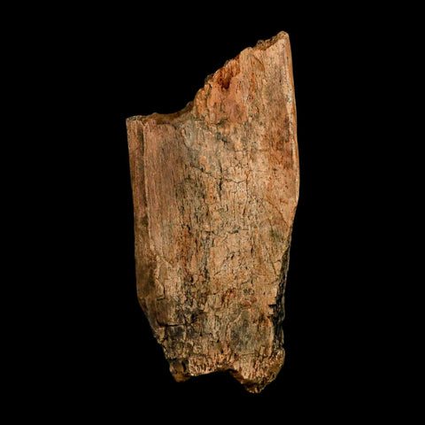 3.7" Edmontosaurus Fossil Rib Hell Creek FM Cretaceous Dinosaur MT COA Stand