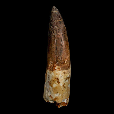 XL 3.7" Spinosaurus Fossil Tooth 100 Million Years Old Cretaceous Dinosaur COA