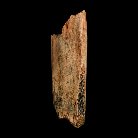 3.7" Edmontosaurus Fossil Rib Hell Creek FM Cretaceous Dinosaur MT COA Stand