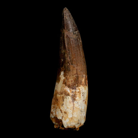 XL 3.7" Spinosaurus Fossil Tooth 100 Million Years Old Cretaceous Dinosaur COA
