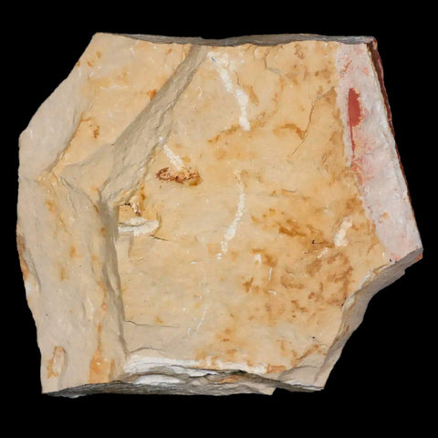 2.6" Detailed Glossopteris Browniana Fossil Plant Leafs Permian Age Australia - Fossil Age Minerals