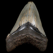 3.1" Quality Megalodon Shark Tooth Serrated Fossil Natural Miocene Age COA