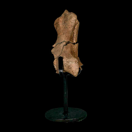 3.8" Edmontosaurus Fossil Process Hell Creek FM Cretaceous Dinosaur MT COA Stand