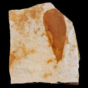 1.8" Detailed Glossopteris Browniana Fossil Plant Leafs Permian Age Australia