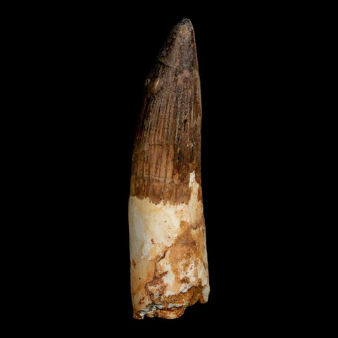 XL 3.7" Spinosaurus Fossil Tooth 100 Million Years Old Cretaceous Dinosaur COA