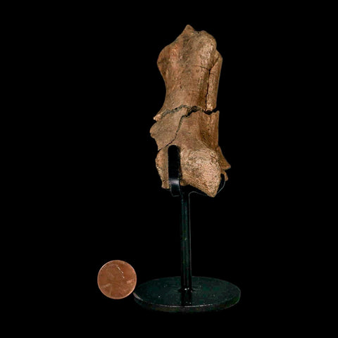3.8" Edmontosaurus Fossil Process Hell Creek FM Cretaceous Dinosaur MT COA Stand