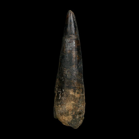 XL 4.1" Spinosaurus Fossil Tooth 100 Million Years Old Cretaceous Dinosaur COA