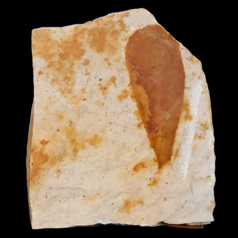 1.8" Detailed Glossopteris Browniana Fossil Plant Leafs Permian Age Australia - Fossil Age Minerals