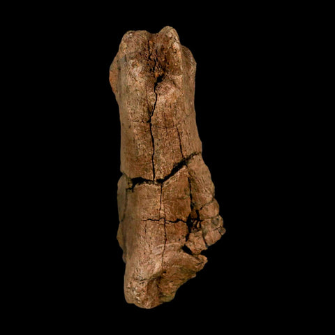 3.8" Edmontosaurus Fossil Process Hell Creek FM Cretaceous Dinosaur MT COA Stand