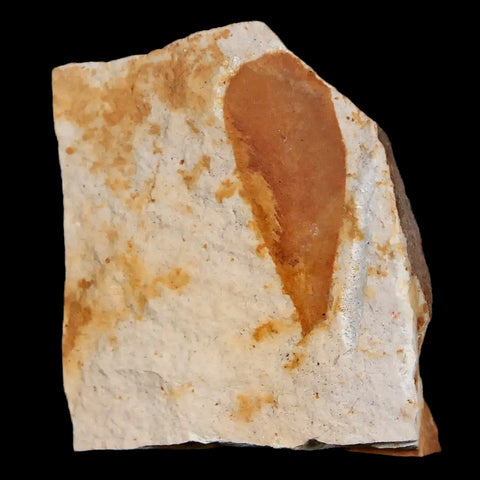 1.8" Detailed Glossopteris Browniana Fossil Plant Leafs Permian Age Australia - Fossil Age Minerals