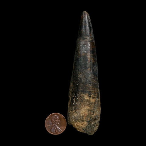 XL 4.1" Spinosaurus Fossil Tooth 100 Million Years Old Cretaceous Dinosaur COA