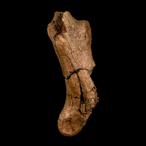 3.8" Edmontosaurus Fossil Process Hell Creek FM Cretaceous Dinosaur MT COA Stand