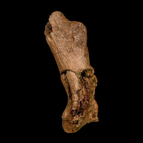 3.8" Edmontosaurus Fossil Process Hell Creek FM Cretaceous Dinosaur MT COA Stand
