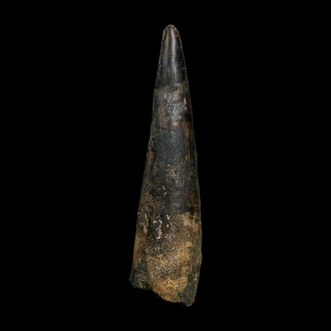 XL 4.1" Spinosaurus Fossil Tooth 100 Million Years Old Cretaceous Dinosaur COA