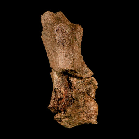 3.8" Edmontosaurus Fossil Process Hell Creek FM Cretaceous Dinosaur MT COA Stand