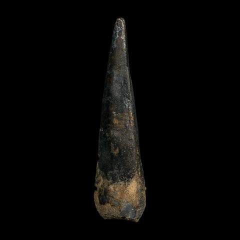 XL 4.1" Spinosaurus Fossil Tooth 100 Million Years Old Cretaceous Dinosaur COA