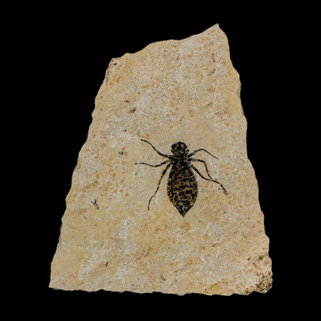 0.9" Dragonfly Larvae Fossil Libellula Doris Plate Upper Miocene Piedmont Italy Display
