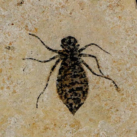 0.9" Dragonfly Larvae Fossil Libellula Doris Plate Upper Miocene Piedmont Italy Display - Fossil Age Minerals