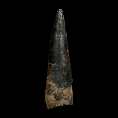 XL 4.1" Spinosaurus Fossil Tooth 100 Million Years Old Cretaceous Dinosaur COA