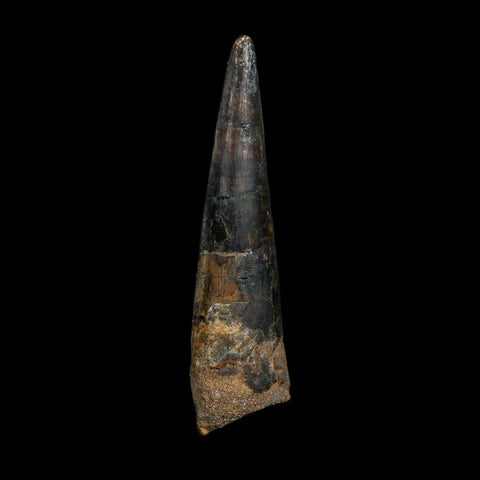 XL 4.1" Spinosaurus Fossil Tooth 100 Million Years Old Cretaceous Dinosaur COA