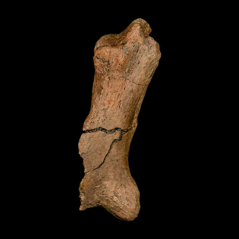 3.8" Edmontosaurus Fossil Process Hell Creek FM Cretaceous Dinosaur MT COA Stand