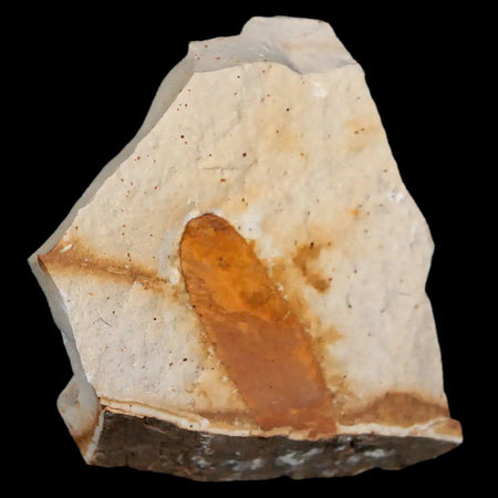 2" Detailed Glossopteris Browniana Fossil Plant Leafs Permian Age Australia