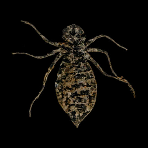 0.9" Dragonfly Larvae Fossil Libellula Doris Plate Upper Miocene Piedmont Italy Display - Fossil Age Minerals