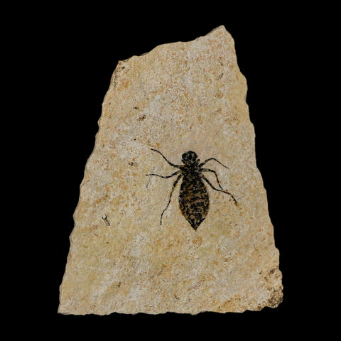0.9" Dragonfly Larvae Fossil Libellula Doris Plate Upper Miocene Piedmont Italy Display - Fossil Age Minerals