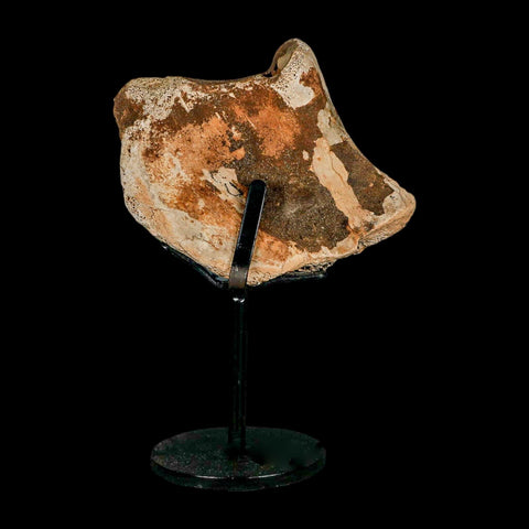 3.6" Triceratops Fossil Bone Lance Creek FM Cretaceous Dinosaur WY COA Metal Stand