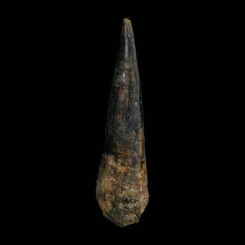 XL 4.1" Spinosaurus Fossil Tooth 100 Million Years Old Cretaceous Dinosaur COA