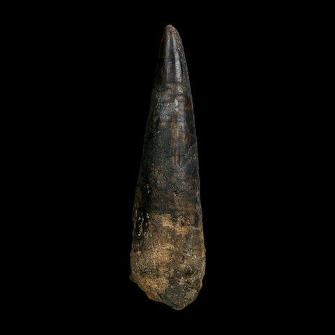 XL 4.1" Spinosaurus Fossil Tooth 100 Million Years Old Cretaceous Dinosaur COA