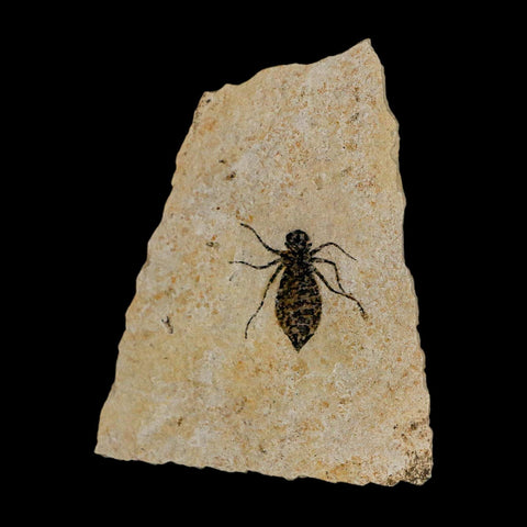 0.9" Dragonfly Larvae Fossil Libellula Doris Plate Upper Miocene Piedmont Italy Display - Fossil Age Minerals